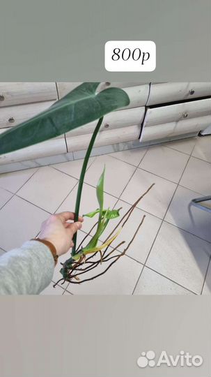 Филодендрон краснеющий