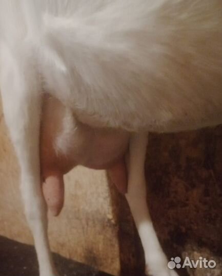 Зааненские козы дойные