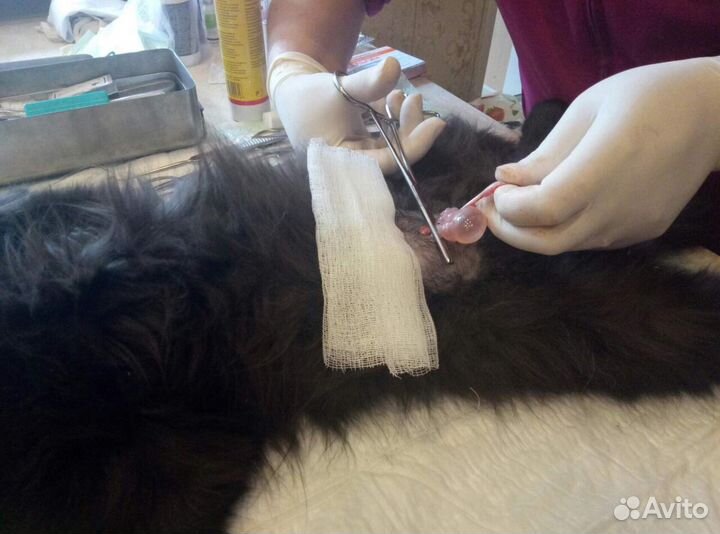 Ветеринарные услуги