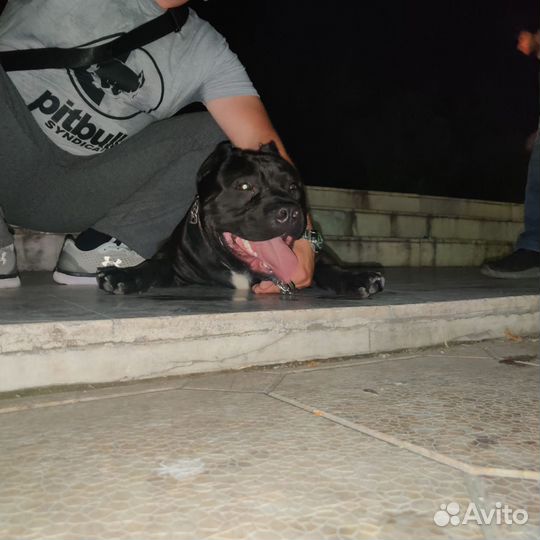 Вязка кобеля Питбуля