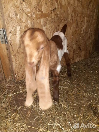 Козлята камори чистопородные