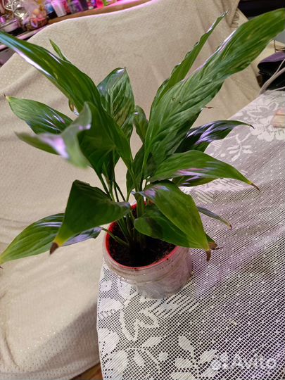 Спатифиллум