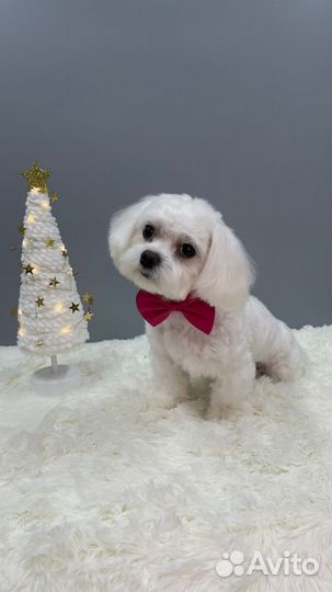 Щенки мальтезе