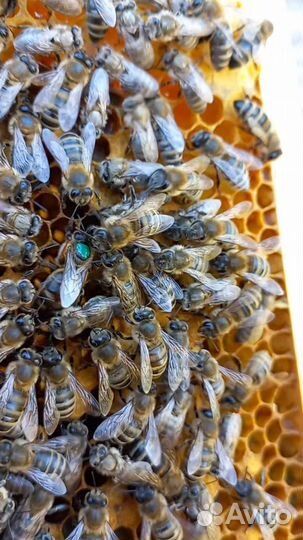 Плодные пчеломатки карника F2