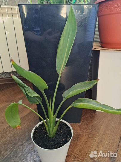 Стрелиция Регина