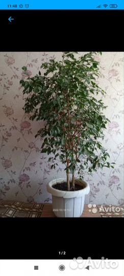 Фикусы