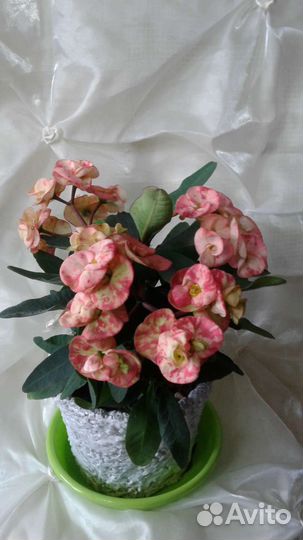 Молочай Миля сортовой