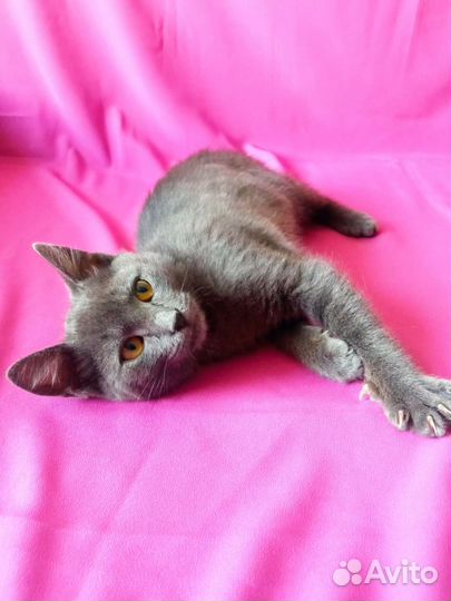 Котëнок Кузя Лакомкин в добрые руки