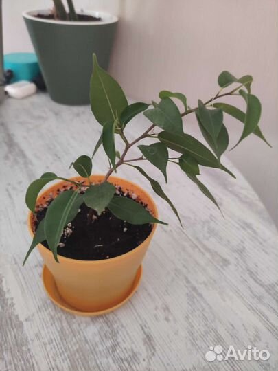 Фикус и хойя