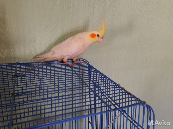 Попугай корелла птенец