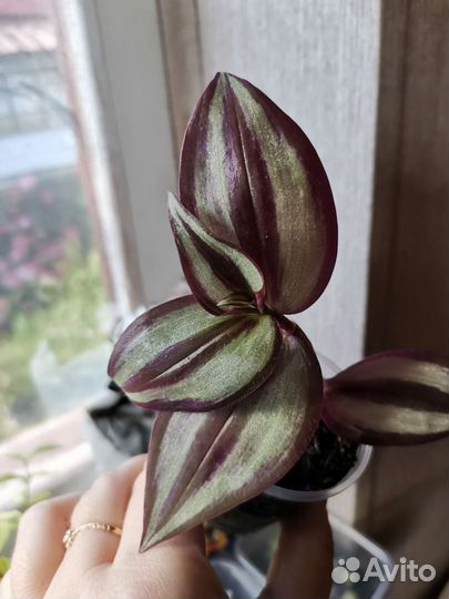 Традесканция полосатая