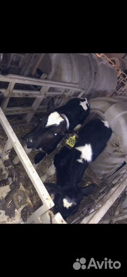 Бычки Холмогоры