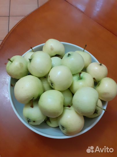 Яблоки белый налив