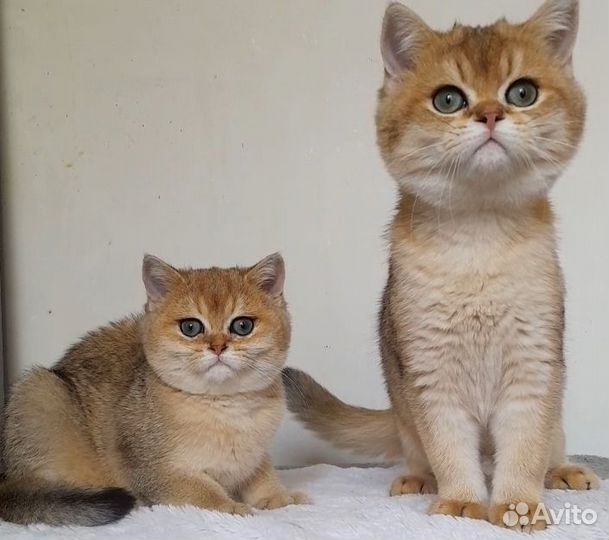 Золотые котята. Питомник