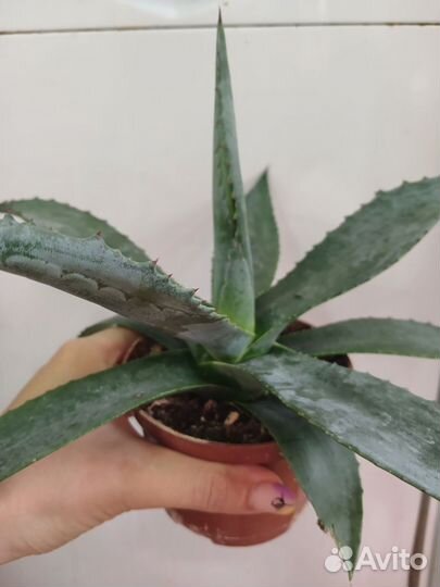 Агава голубая