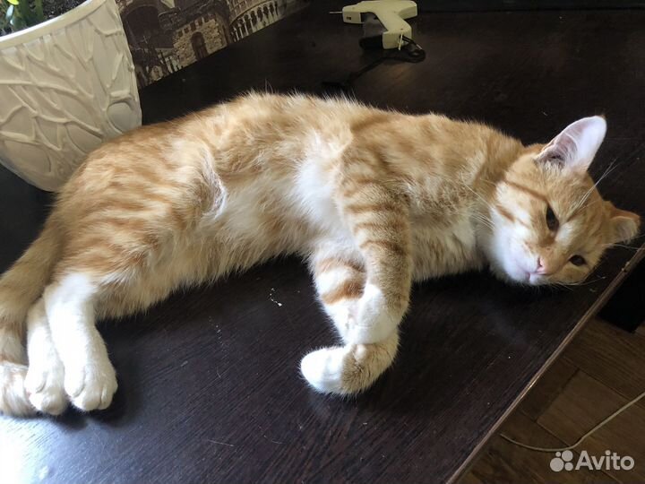 Котик в добрые руки