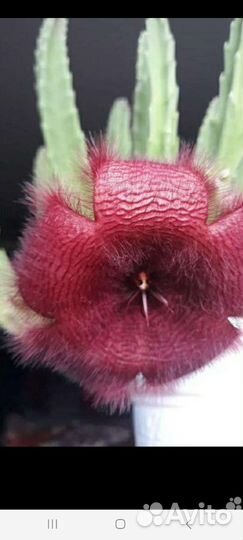 Комнатное растение стапелия