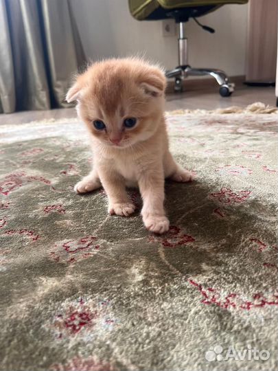 Шотландские вислоухие котята рыжие