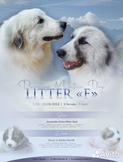 Щенки Пиренейской горной