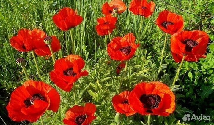 Растения цветы для сада