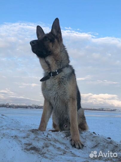 Передержка