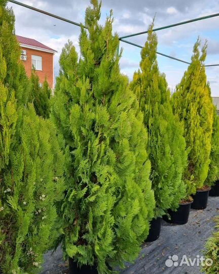 Туя смарагд