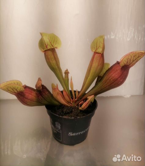 Хищник Саррацения, 5 сортов