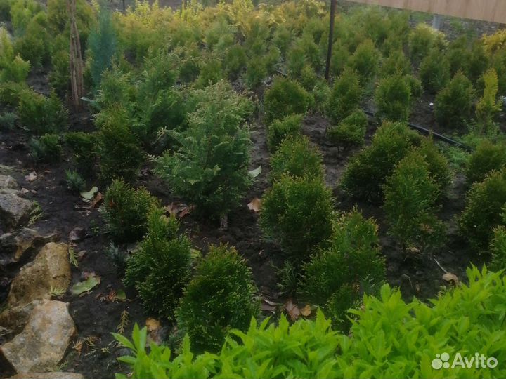 Декоративные растения для сада. Туи, можжевельники