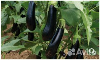 Семена Баклажана 