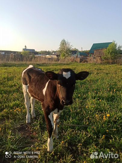 Телочки и бычки