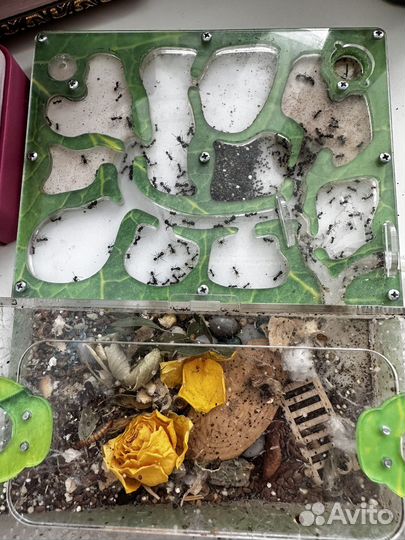 Муравьиная ферма