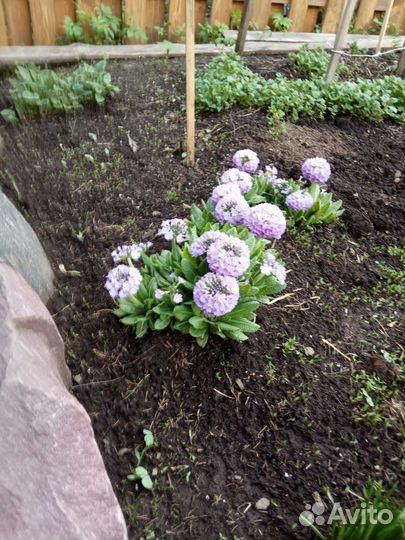 Рассада многолетних садовых цветов