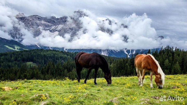 Тур Верхом По Карачаево-Черкессии На 3 Дня