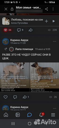 Собачки даром