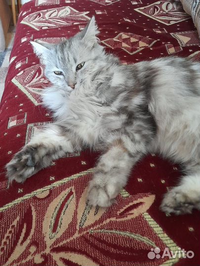 Кошечка в добрые руки