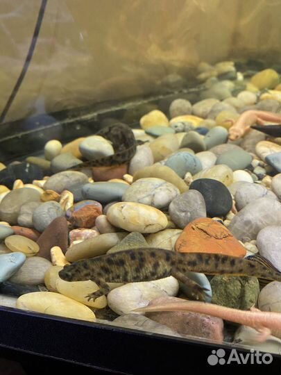 Тритон иглистый