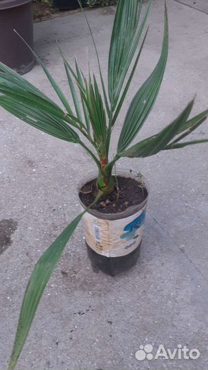 Пальмы Трахикарпус и финик канарский