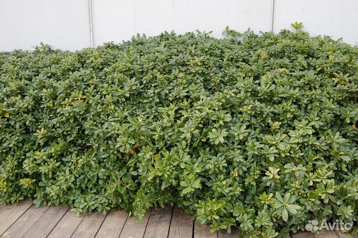 Смолосемянник карликовый нана (крупный куст)