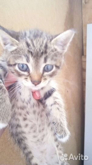 Оцикет котята