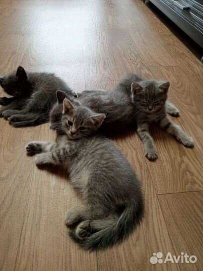 Шотланские котятки