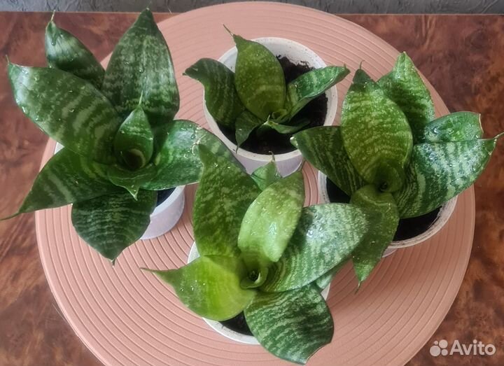 Сансевиерия (Sansevieria) - тёщин язык