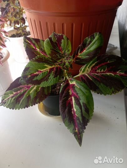 Колеусы сортовые