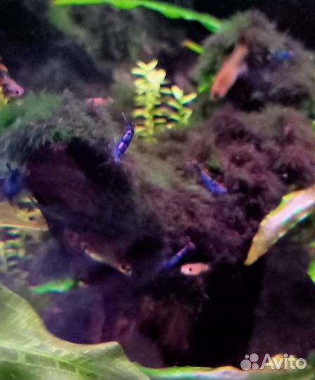 Креветки Блю Дрим, гуппи, анциструсы, хелены