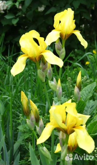 Саженцы многолетних цветов