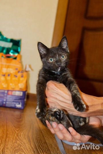 Котенок в добрые руки трехцветный