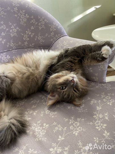 Зооняня с выездом для котов и кроликов Котоняня