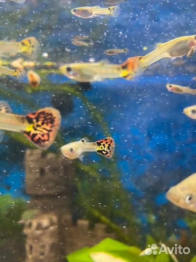 Мальки гуппи