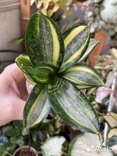 Сансевиерии Люсиль Полан, пингвикула, и др