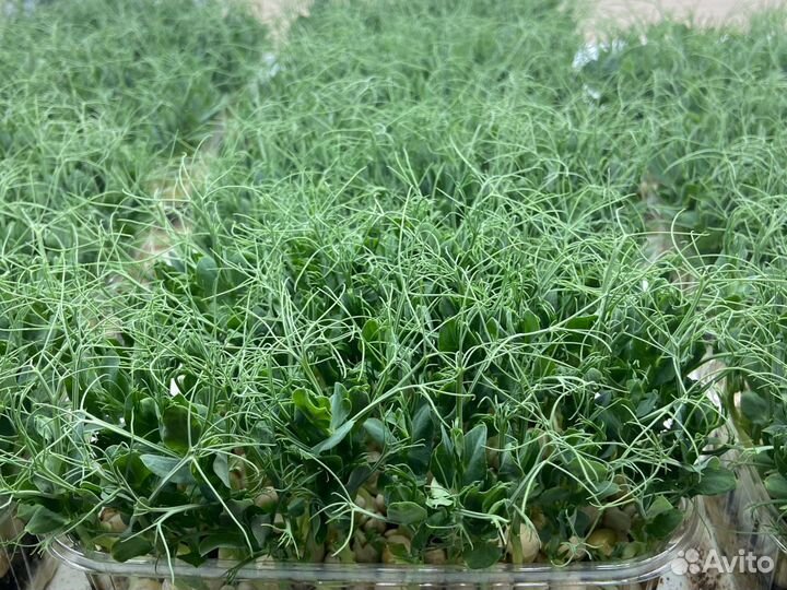 Горох мадрас семена