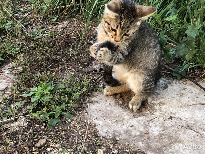 Котята мышеловы+ домик в подарок